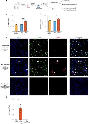 Neutrophil Extracellular Traps Are Found in Bronchoalveolar Lavage Fluids of Horses With Severe Asthma and Correlate With Asthma Severity